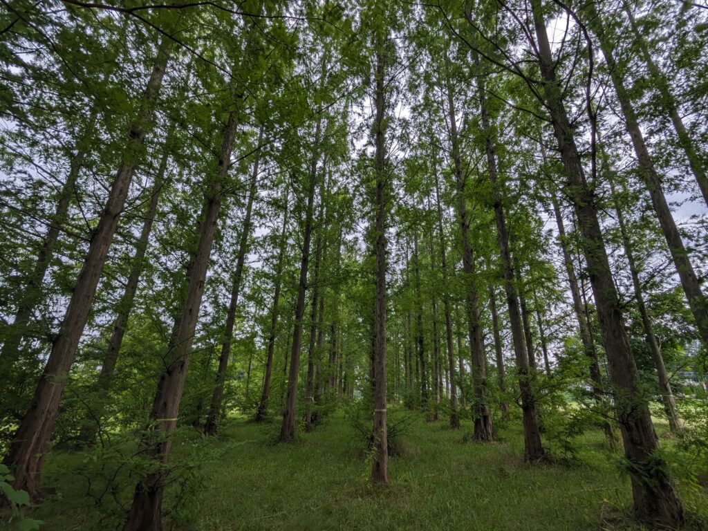 A dense stand of redwood trees with a thick green canopy