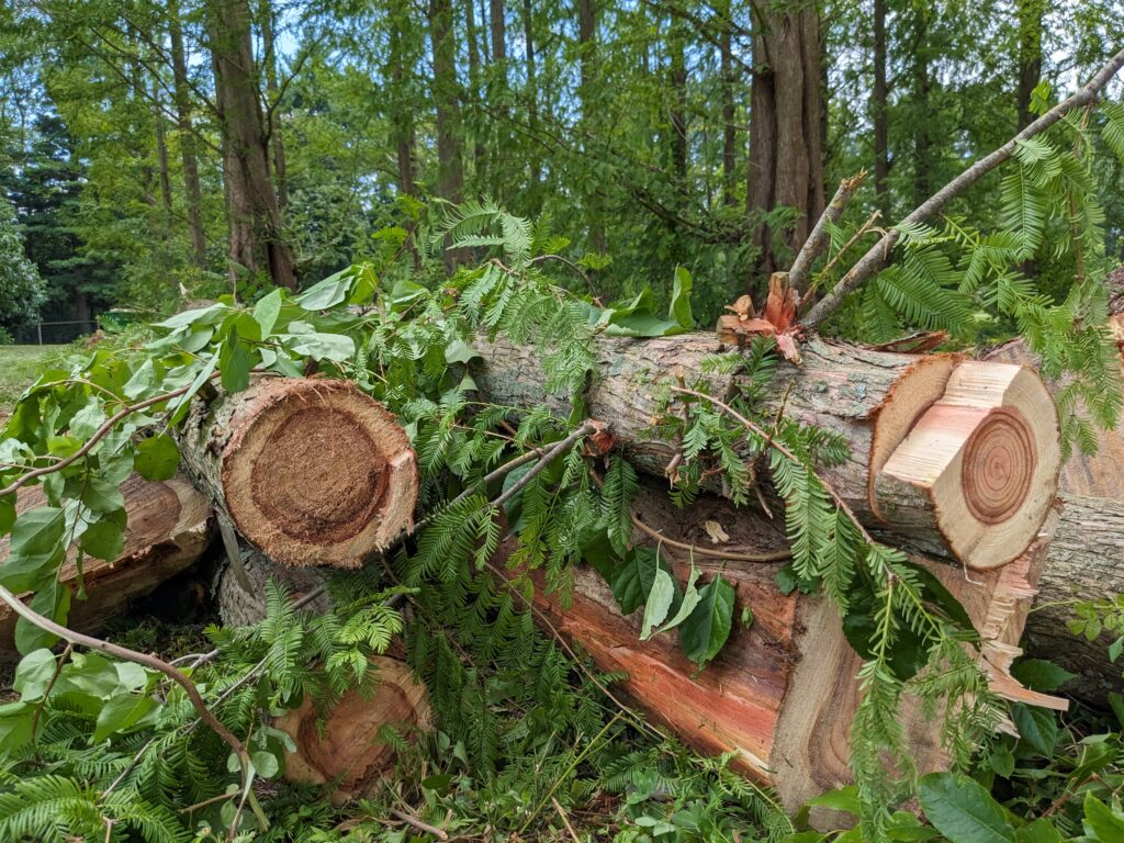 a pile of large, fresh cut redwood logs 
