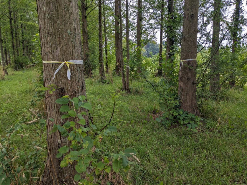 tree trunks marked with logging tape for thinning