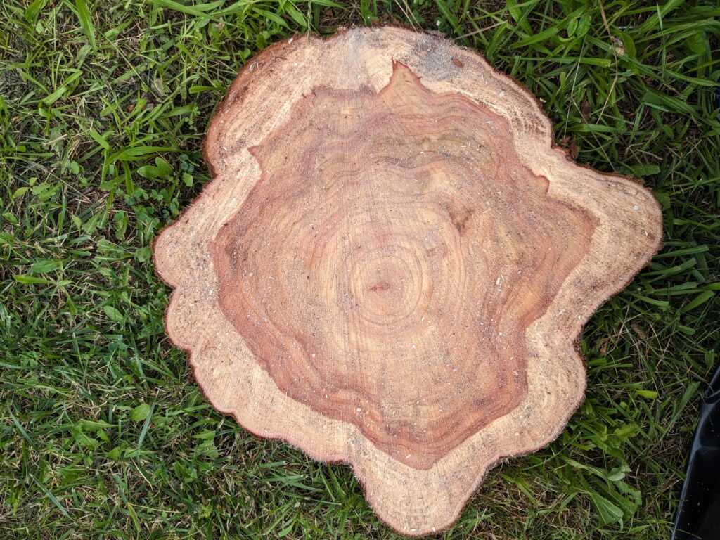 a slice of dawn redwood trunk with many rings and red colored wood