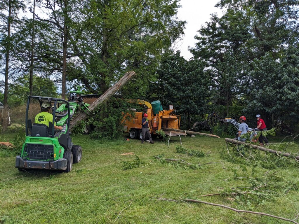 a forestry crew carrying logs and chipping them with machinery