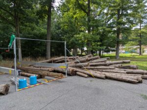 Dawn redwood logs at sawmill site